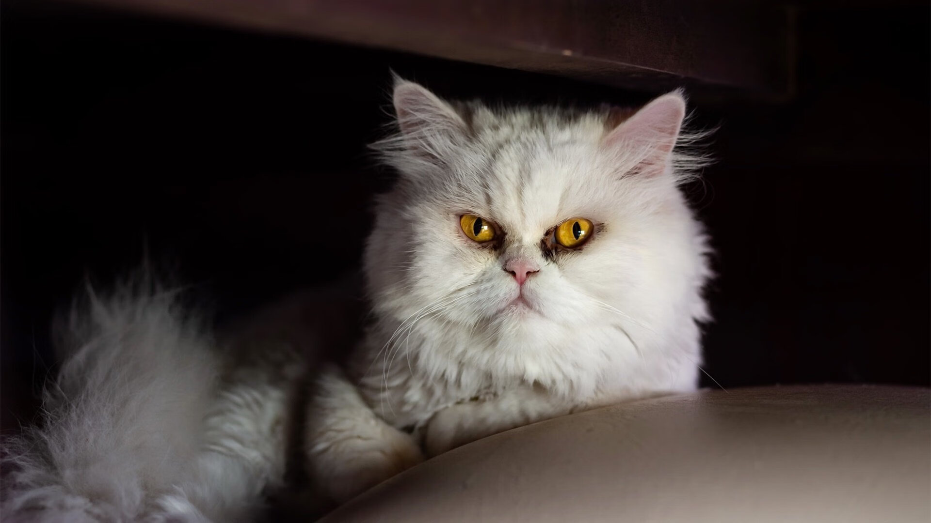 中国足球球员技术动作细节，中国足球职业运动员