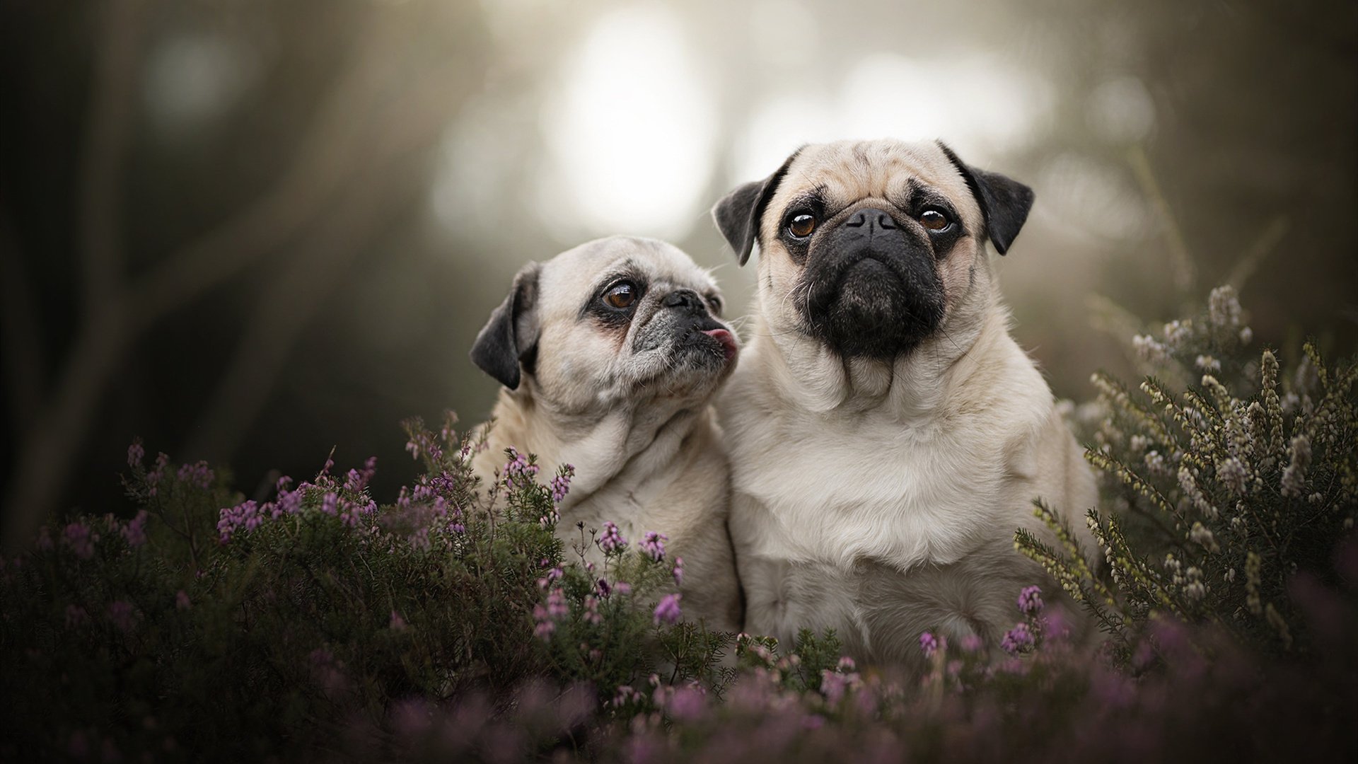 德甲球员基于脑电反馈进行情绪抑制训练的实证评估,基于脑电的情绪识别研究综述