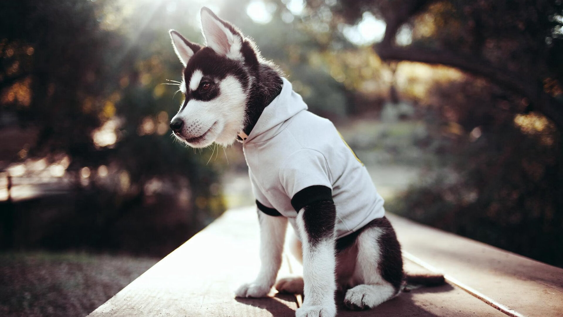 体育新闻中心发布体育赛事图文采集标准化手册,体育赛事报道怎样写