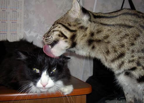 球员职业规划缺乏长远考虑,职业球员要求