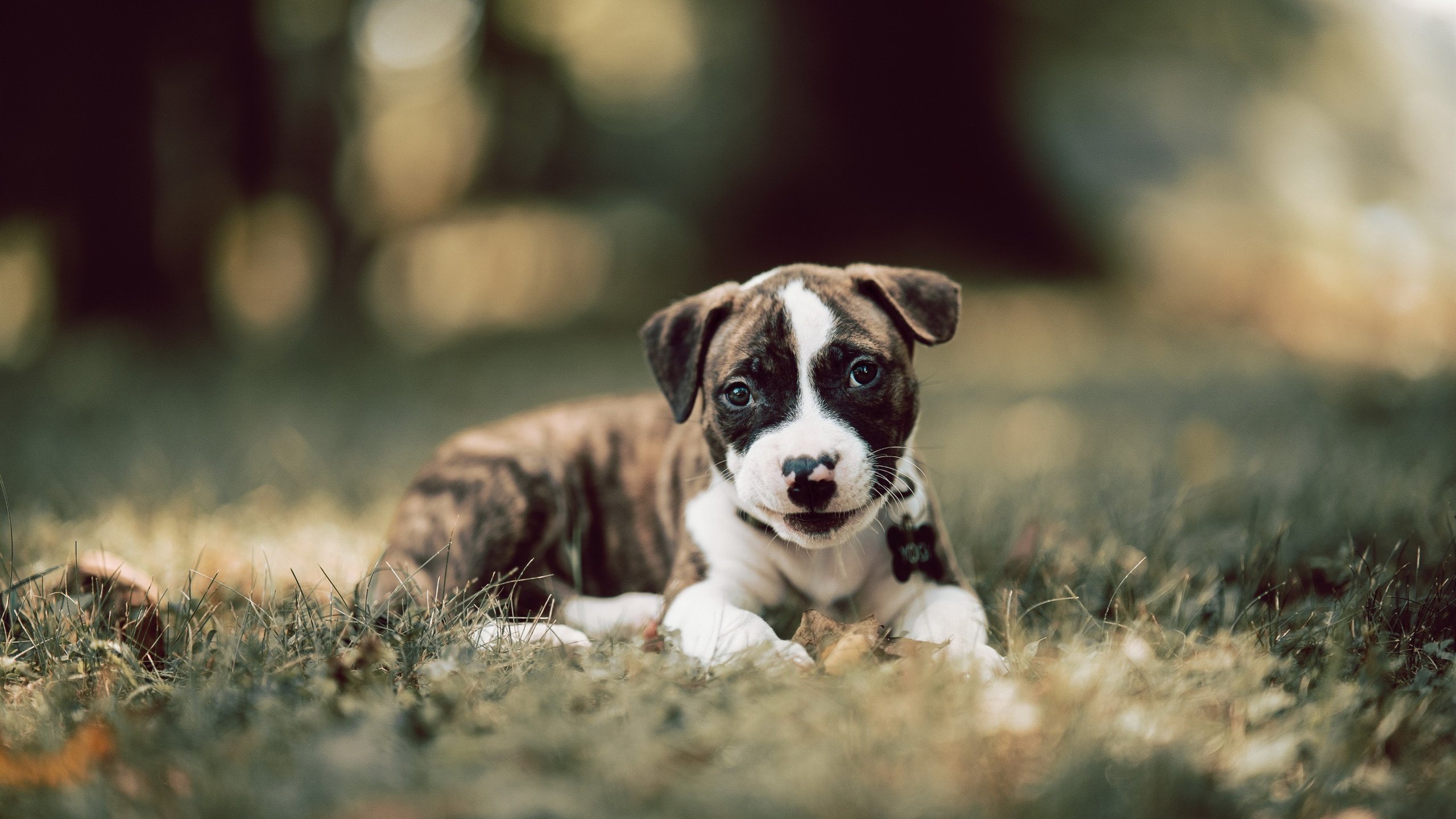 男子接力惜败仍显风采，男子接力比赛4×100决赛冠军