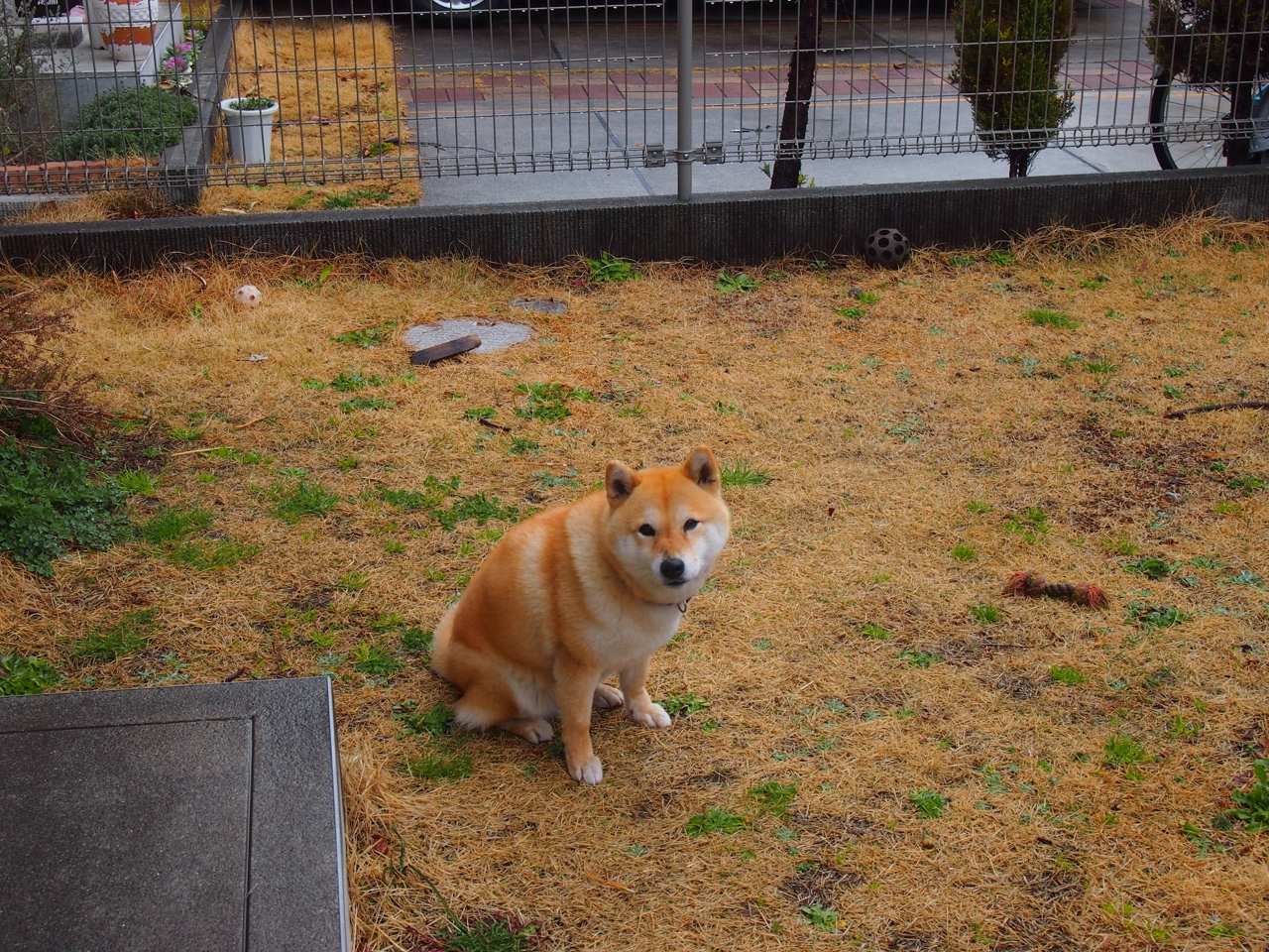 美国队赛制解析:如何通过团体赛制提升整体战术水平,美国参赛队伍