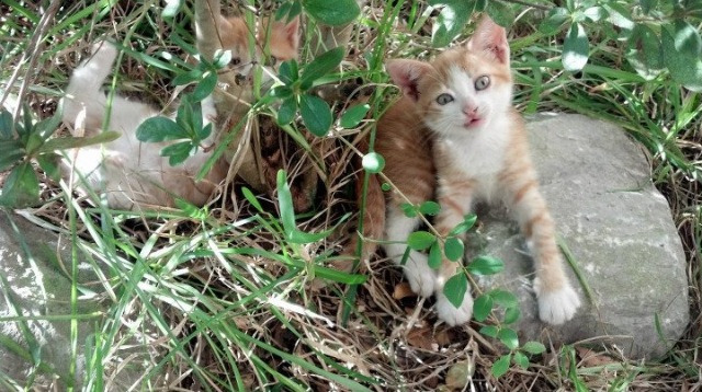世界杯激情夜：激动人心的逆转！，最激烈的世界杯比赛