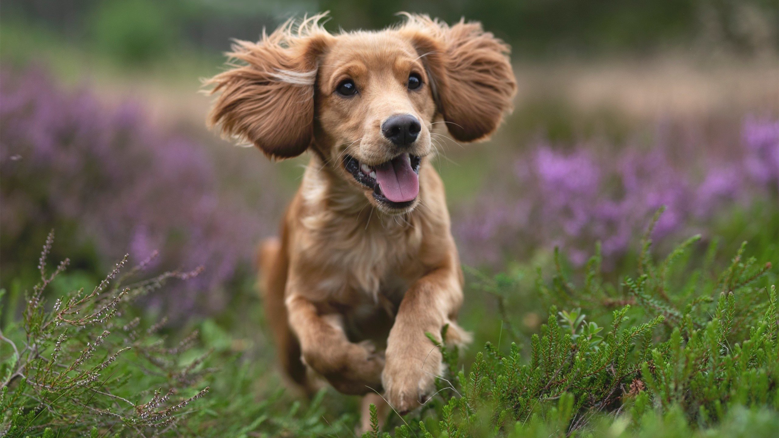 华体会app-乌干达男篮在非洲预赛中高歌猛进，期待奥运新突破，乌干达篮球全国联赛