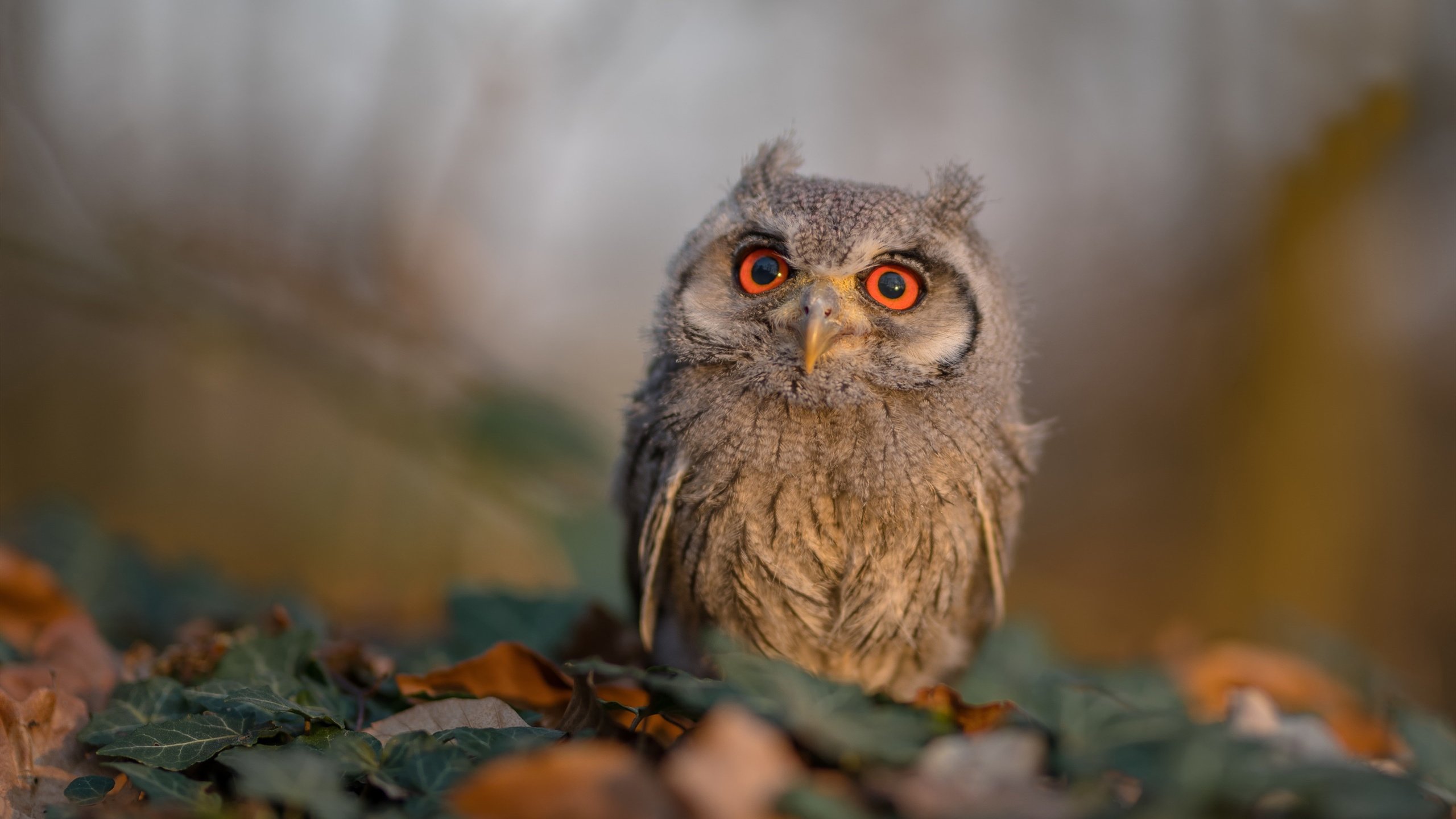 塞内加尔男篮在非洲锦标赛中奋勇夺冠，刷新地区篮球纪录，非洲杯塞内加尔阵容