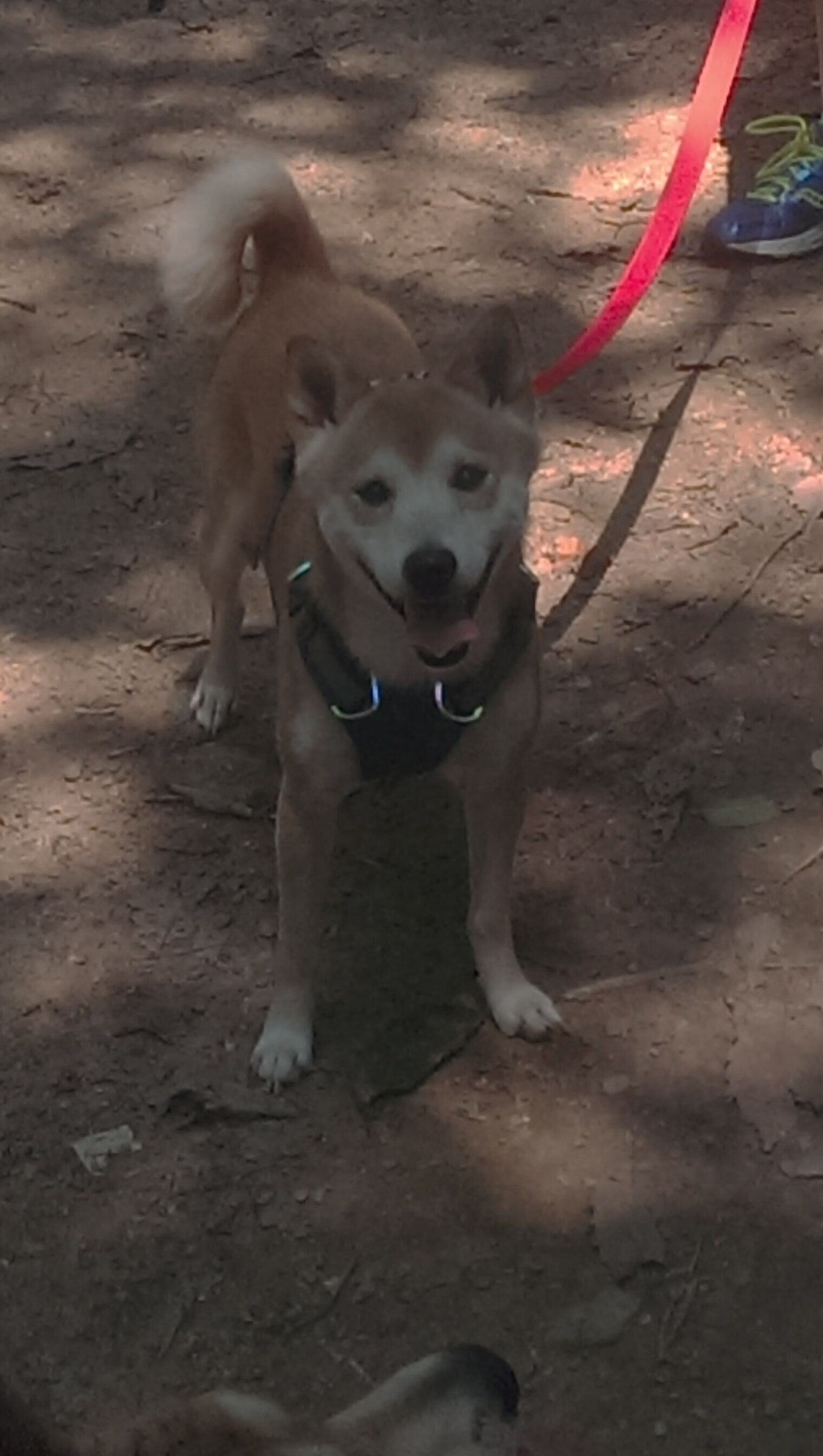 德甲决战时刻：攻守瞬间决胜千里！，德甲比赛集锦