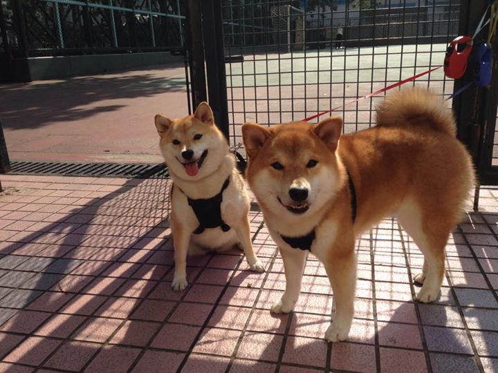 篮网安排早午晚三段训练计划保持高效节奏，篮网公开训练合照