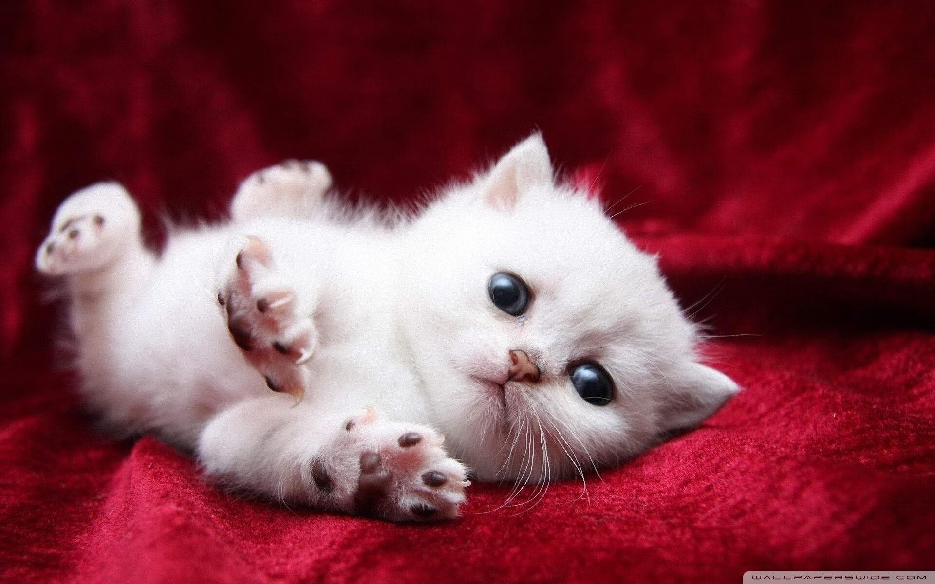 华体会官方网站-黄蜂安排早训任务提高晨间活力与反应速度，黄蜂活动时间