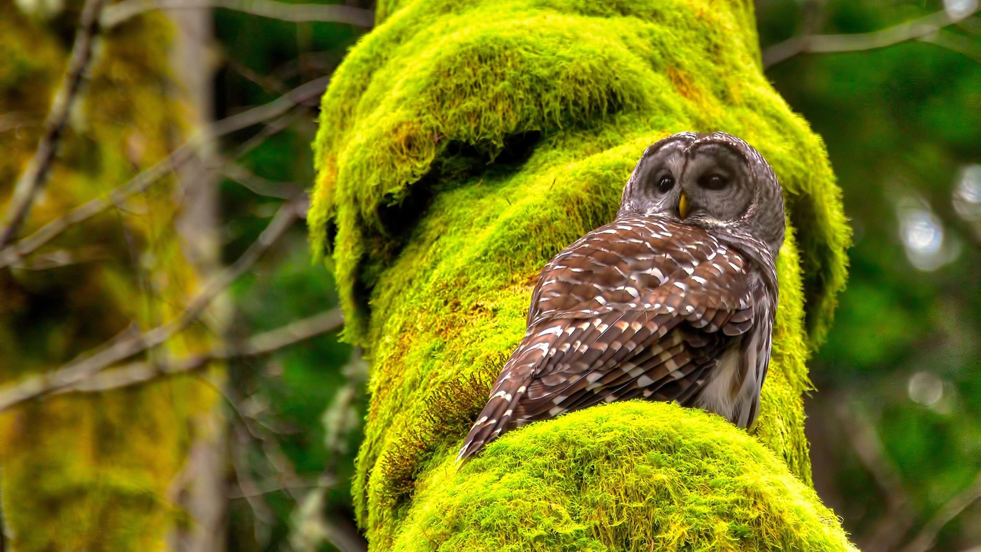 华体会登陆-中国足球俱乐部加强对青少年球员的人文素养教育，中国青少年足球俱乐部发展情况