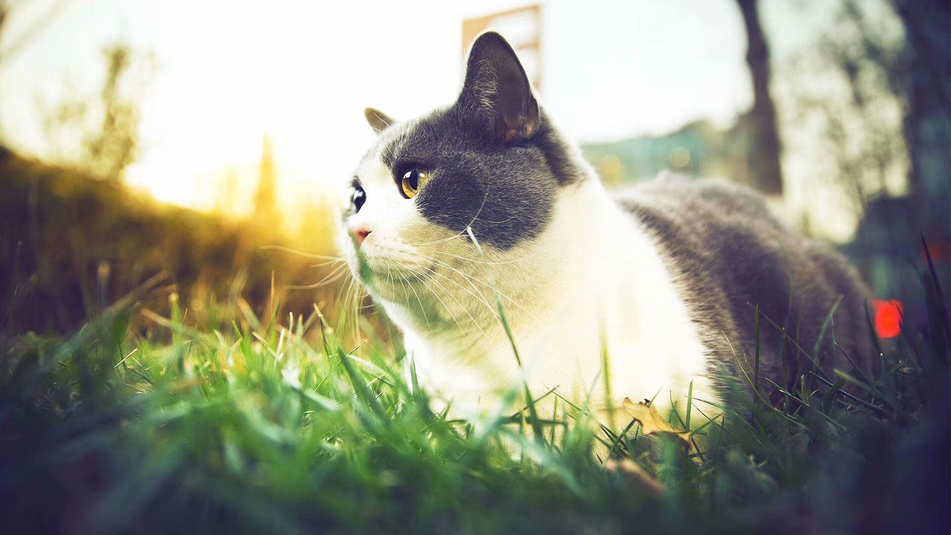 中国足球是否引入青训阶段家庭协作干预模型，中国足球青训的现状