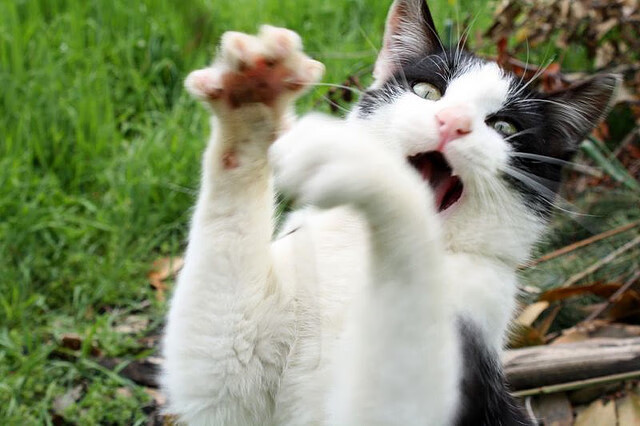 中国足球赛事运营管理挑战与对策,足球文化与赛事管理