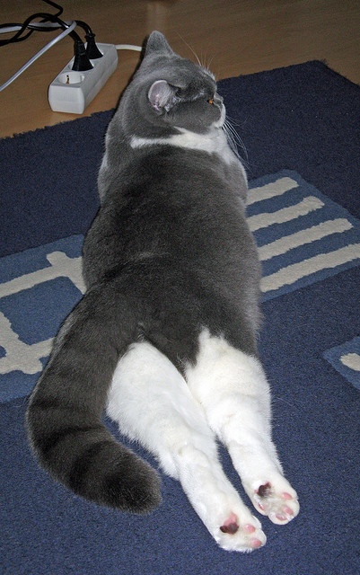 中超联赛球队体能训练体系升级方案，中超球队训练基地